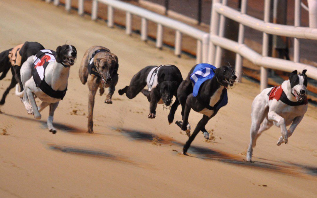 New Government reform set to be positive for greyhound industry