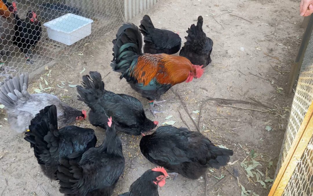 Poultry lovers prepare for bird flu