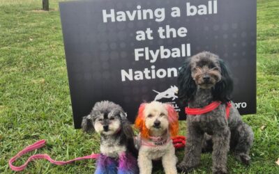 National Flyball Championship helps dogs keep fit